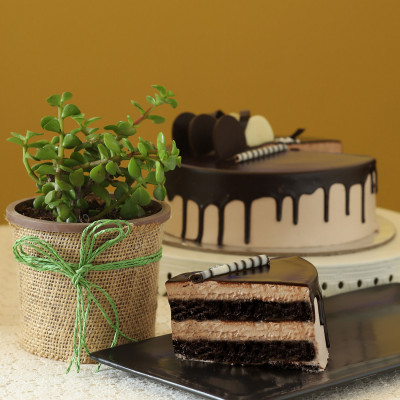 Jade Plant & Eggless Chocolate Cake